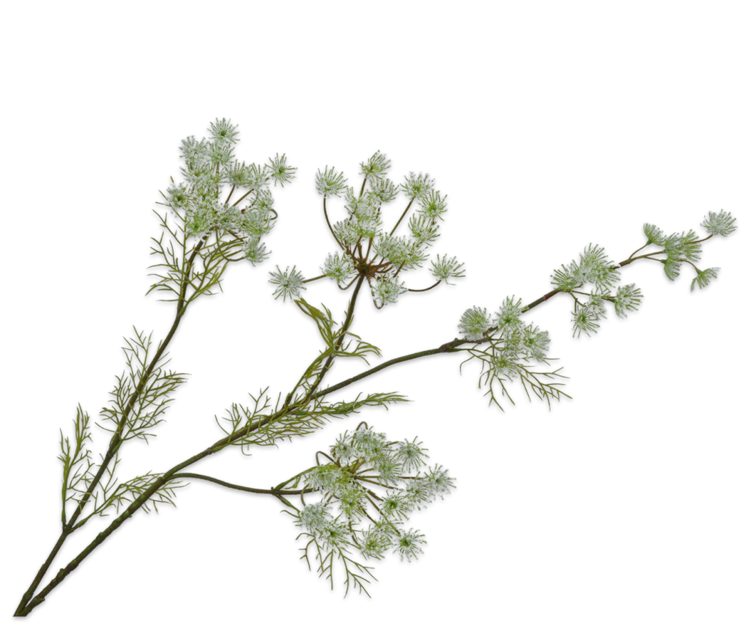 Queen Lace Spray 120cm