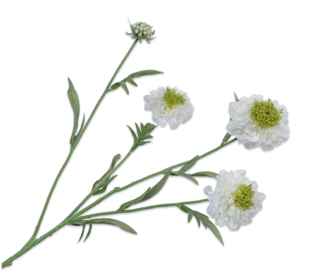 Scabiosa Spray Cream