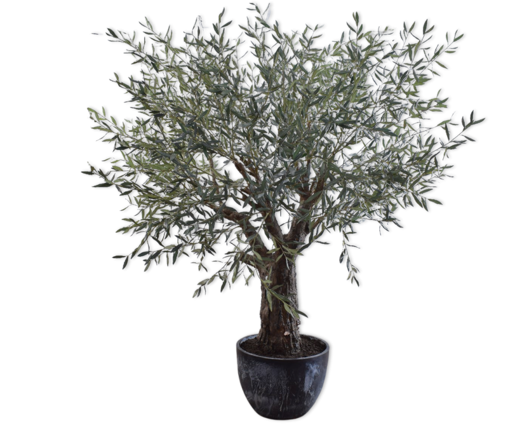 Olive Tree Green 240cm