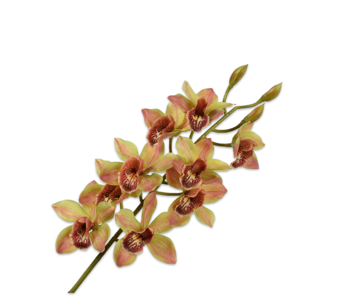 Cymbidium Stem Green 93 cm