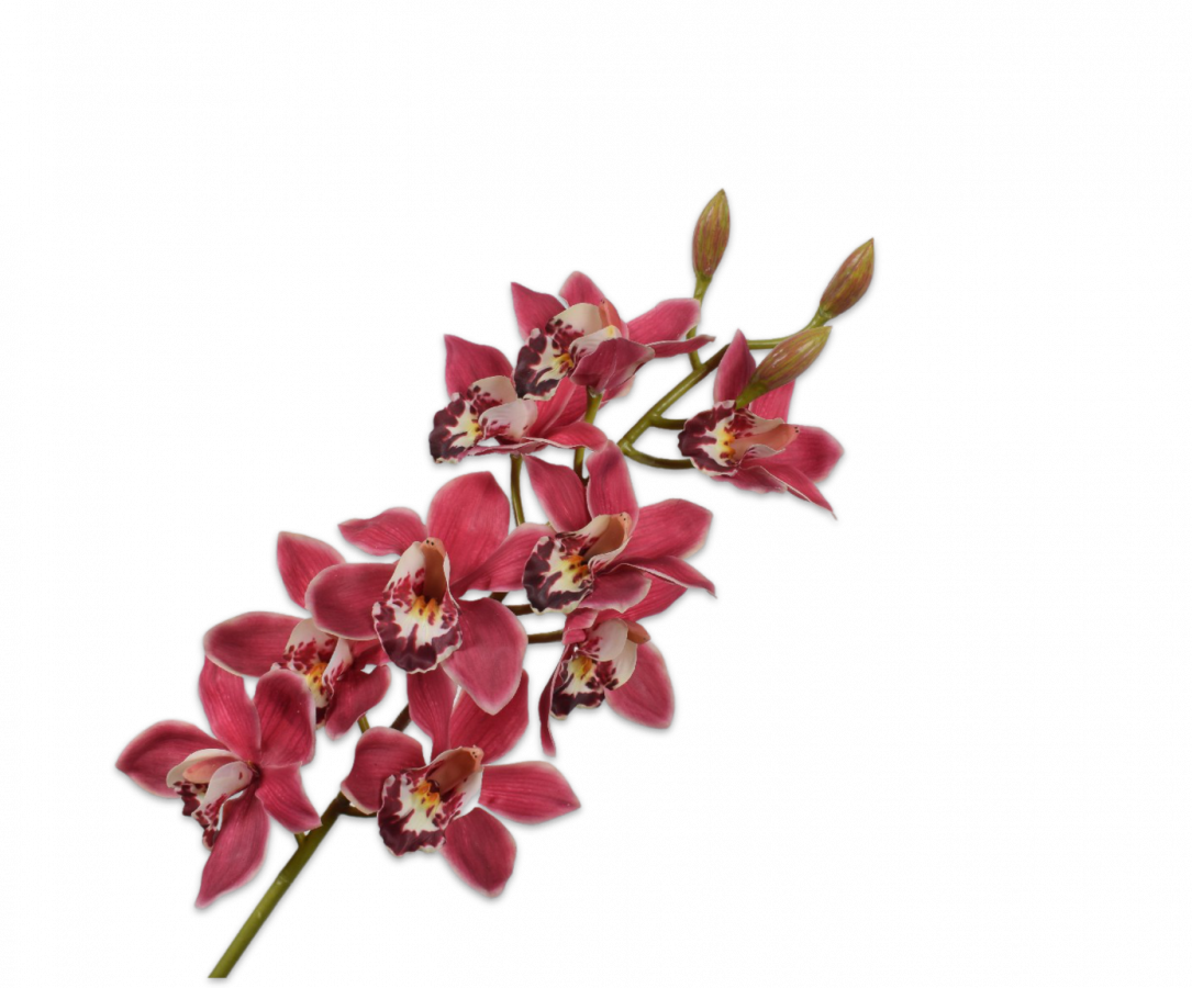 Cymbidium Stem Rd/Cr 93 cm