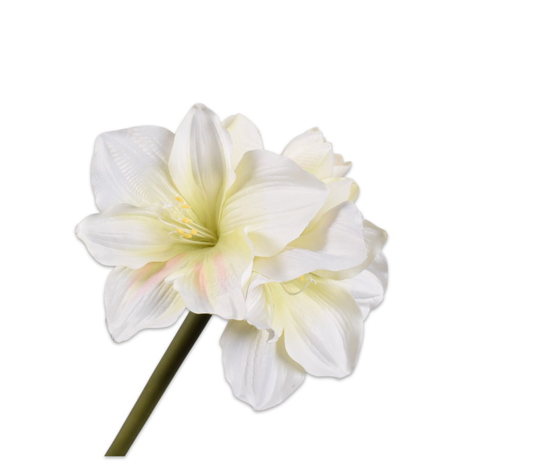 Amaryllis Stem White