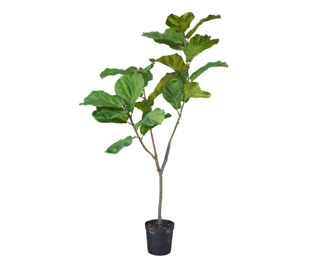 Ficus Green 151cm