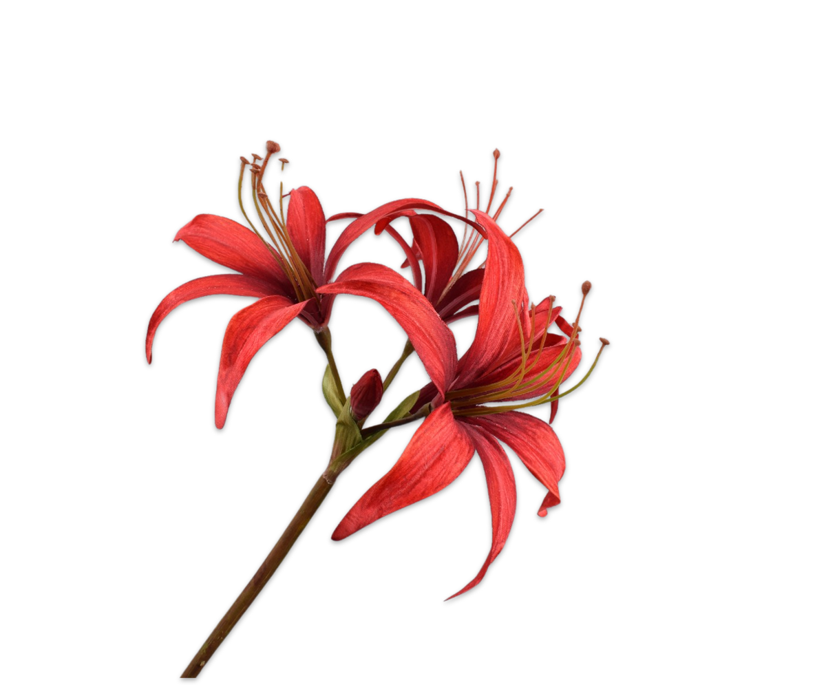 Amaryllis Stem Red 80 cm