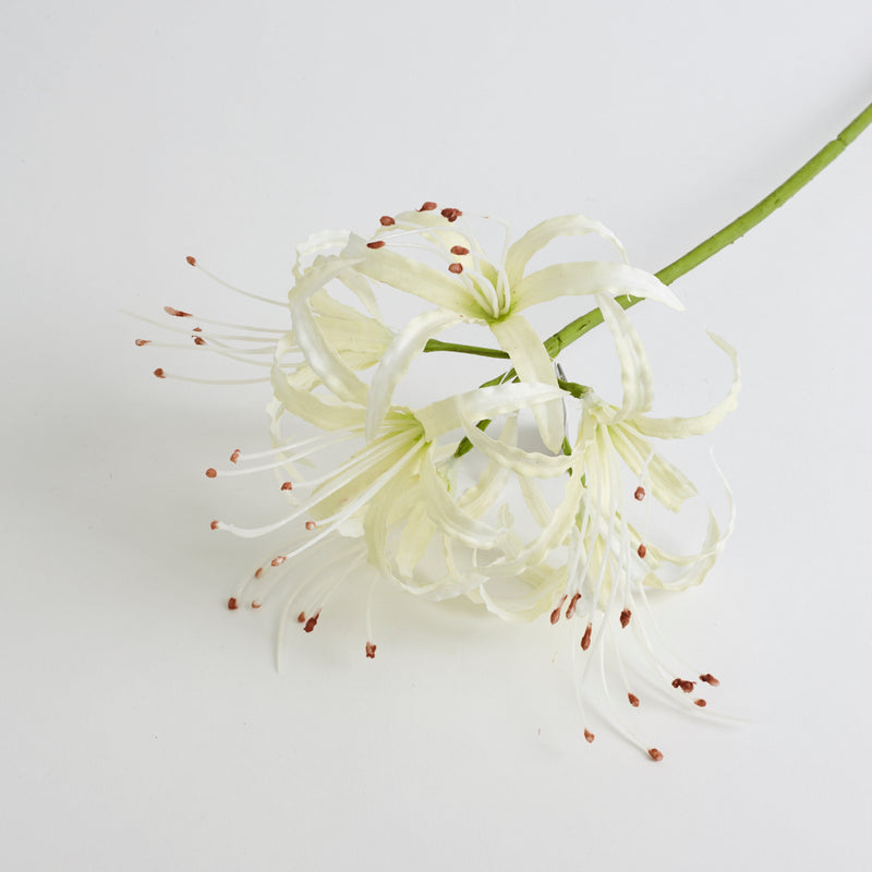 Nerine Stem Cream 90 cm