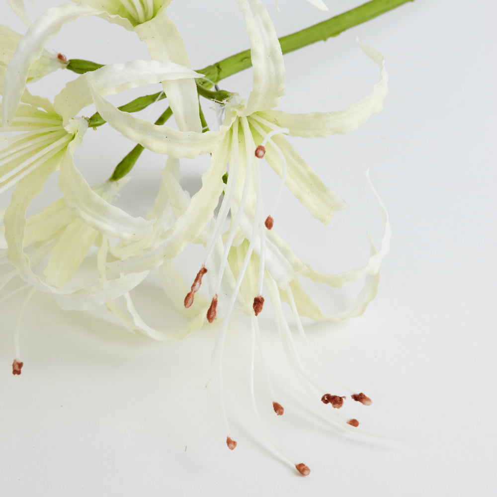 Nerine Stem Cream 90 cm